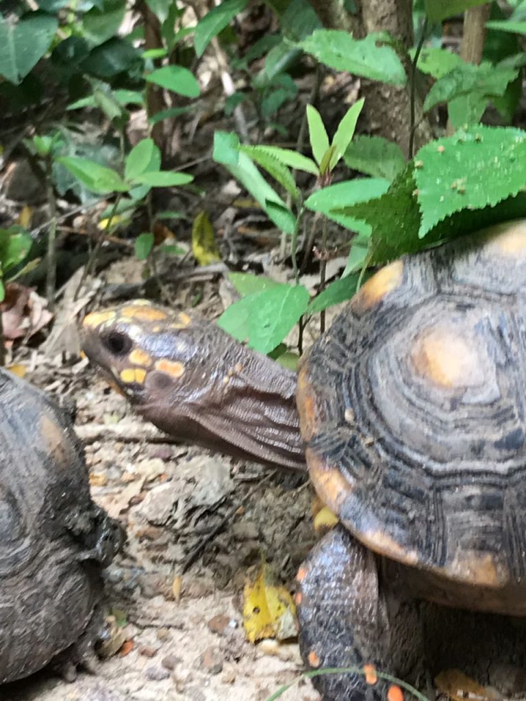 Morrocoyos, parte de la exótica fauna silvestre de la reserva forestal El Palomar en el departamento de Atlántico, Colombia