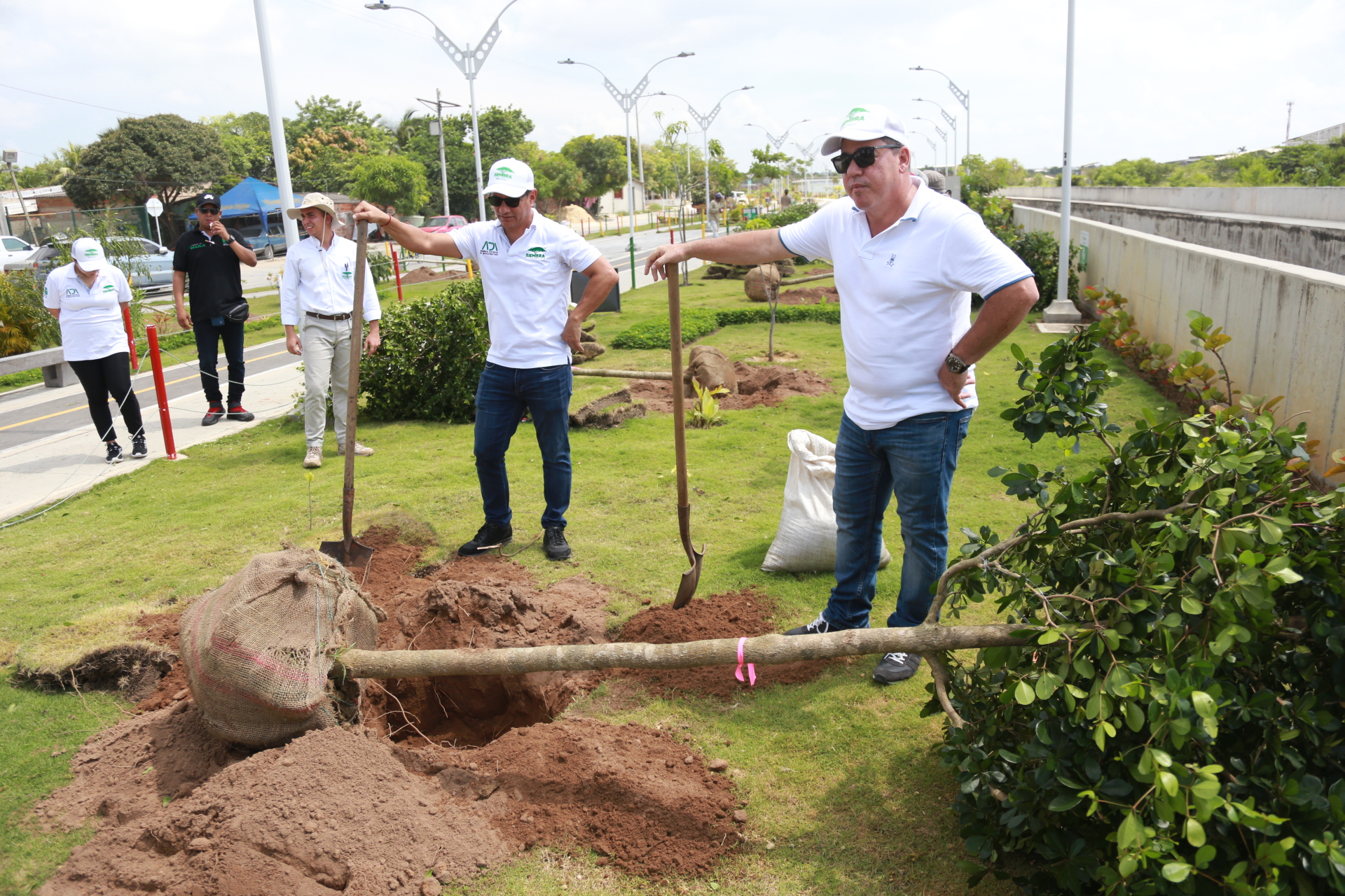 4000 árboles empiezan a sembrarse en los parques de Barranquilla