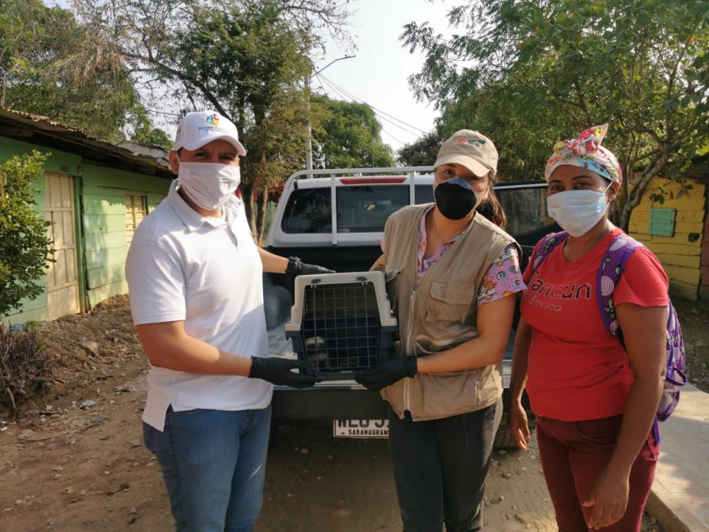 Liberación de TitíCabeciblanco - Puro Ambiente Informativo