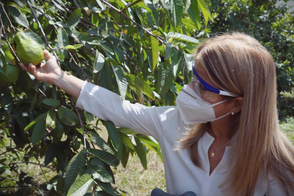 La gobernadora del Atlántico Elsa Noguera, en los guayabales de Palmar de Varela. La guayaba es una de las frutas más nutritivas y beneficiosas para salud. 