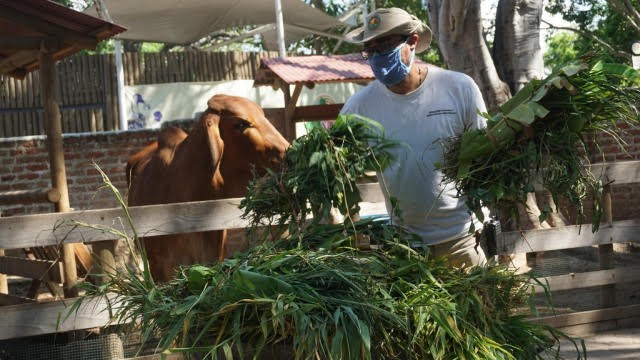 Zoológico de Barranquilla se prepara para su reapertura con todas las medidas de bioseguridad.