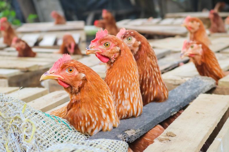 GECELCA entregó 300 gallinas ponedoras, 1 incubadora eléctrica para 200 huevos, concentrado y 10 comedores con sus bebederos, para apoyar los negocios y la seguridad alimentaria de más de 35 familias guajiras.