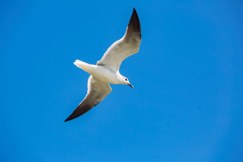 C.R.A apoya October Big Day, iniciativa para crear conciencia sobre la importancia de la conservación de las aves