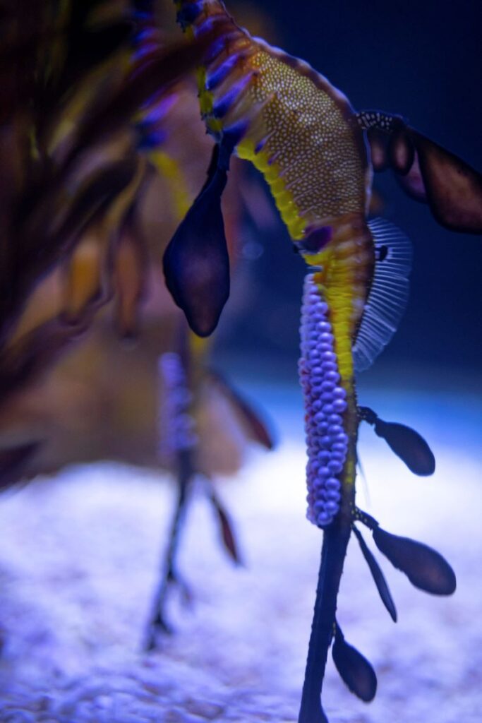 Nacen dragones marinos en acuario europeo.