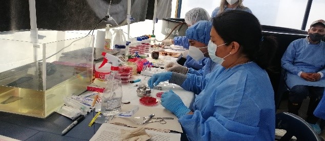 Primeros resultados de estudios del pez Basa en Colombia.  Los peces examinados fueron NEGATIVOS para Edwardsiella ictaluri, un patógeno que podría afectar otras especies como la tilapia y la trucha. 