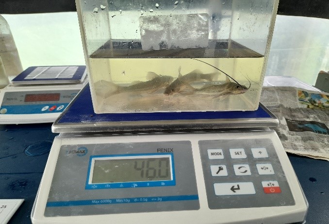 Ni caníbal ni predatorio resultó el pez basa en condiciones de cautiverio, según estudio. 
