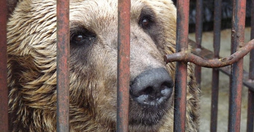 Centros de recepción de fauna silvestre, cerrados por maltrato animal