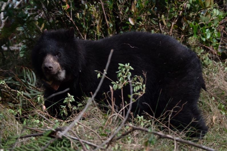 La osa Pensilvania volvió al Páramo. Fue rescatada el 31 de enero de 2020. Presentaba desnutrición y problemas dentales. La ciudadanía debe concientizarse de la importancia de proteger los páramos, fuente de vida para los animales.