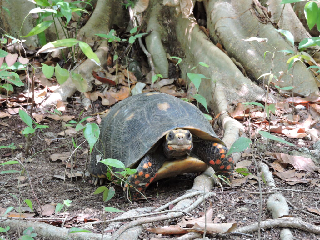 Chelonoidis carbonarius o morrocoy es una tortuga terrestre que es capturada en el Caribe para tenerla como mascota. Por eso está listada en la categoría de Vulnerable a la extinción. Foto: Mónica A. Morales (Instituto Humboldt).