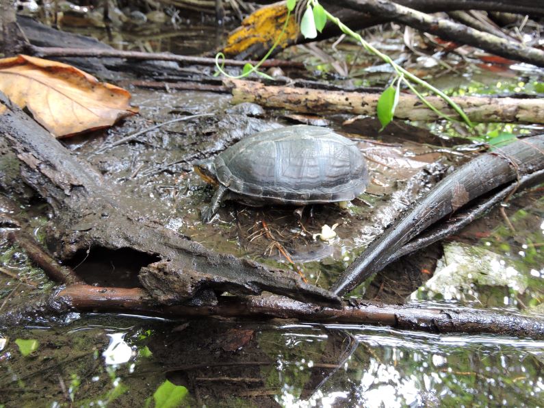En el territorio nacional, la tortuga swanka (Kinosternon scorpioides albogulare) es exclusiva del archipiélago de San Andrés, Providencia y Santa Catalina. Es una subespecie Vulnerable a la extinción. Foto: Mónica A. Morales (Instituto Humboldt).