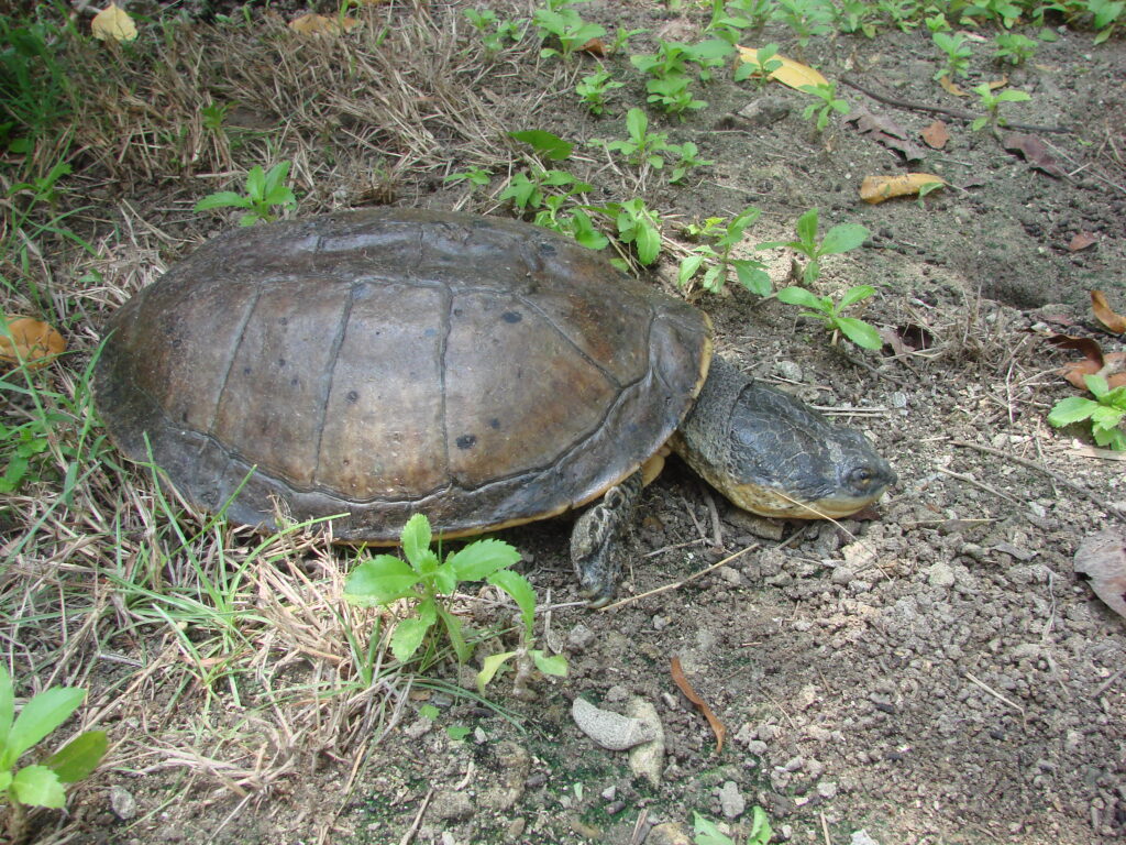 Instituto Humbold alerta sobre las 10 tortugas más amenazadas en Colombia.La tortuga carranchina (Mesoclemmys dahli) es una especie endémica de los remanentes del bosque seco del Caribe colombiano. Esta joya caribeña está En Peligro de extinción por múltiples amenazas. Foto: Mónica A. Morales (Instituto Humboldt).