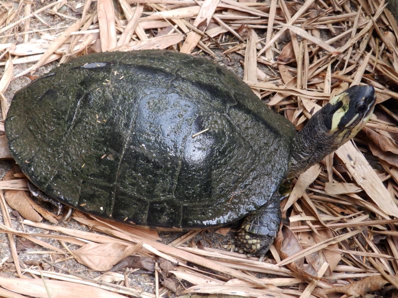 La tortuga inguensa (Rhinoclemmys diademata) es un reptil único de Colombia y Venezuela catalogada en Peligro de extinción en el territorio nacional por su distribución restringida. Foto: Mónica A. Morales (Instituto Humboldt).