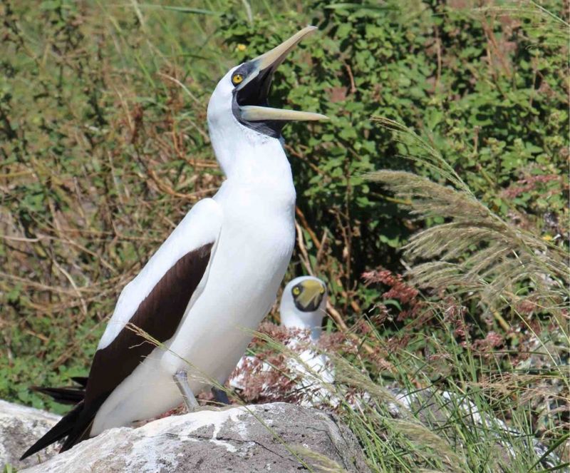 El piquetero blanco es una de las aves divisadas en Redonda. Foto: ZAINE AIRALL
