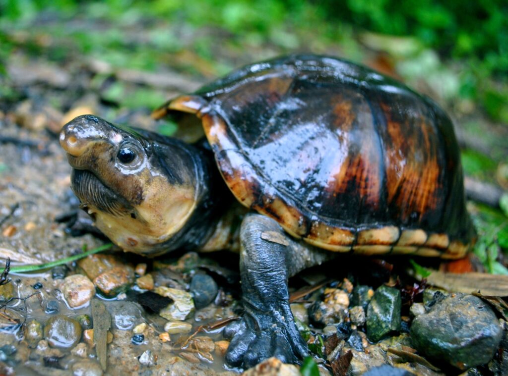 La cabeza de trozo (Kinosternon dunni) es una tortuga única del Chocó colombiano que padece por la contaminación y transformación de los ecosistemas. La ciencia la tiene listada como una especie Vulnerable a la extinción. Foto: Germán Forero.