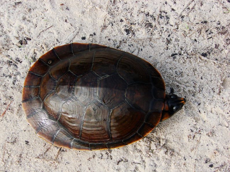 En Colombia, la tortuga chipiro (Podocnemis erythrocephala) habita en las cuencas del Amazonas (río Negro) y Orinoco y está categorizada como una especie Vulnerable a la extinción. Foto: Mónica A. Morales (Instituto Humboldt).