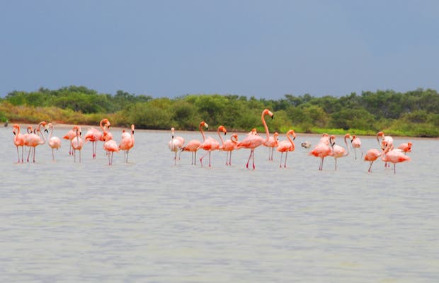 El Santuario de Fauna y Flora Los Flamencos, en La Guajira.