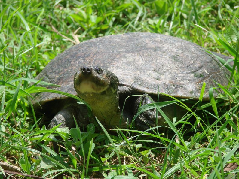 Instituto Humbold alerta sobre las 10 tortugas más amenazadas en Colombia. La tortuga del río Magdalena (Podocnemis lewyana) es un reptil único de las cuencas del Caribe y Magdalena de Colombia que está catalogada en Peligro Crítico de extinción. Foto: Mónica A. Morales (Instituto Humboldt).