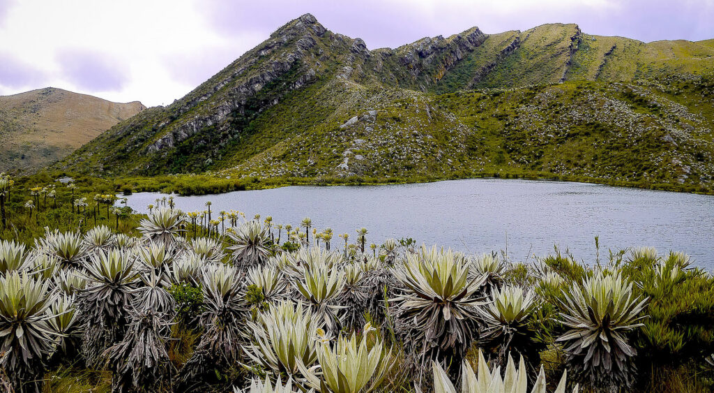 Páramo de Chingaza. Foto: Páramos de Colombia