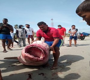 A propósito de los tiburones en Colombia.