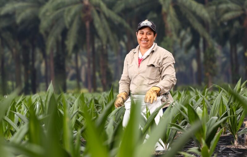 Producción de aceite de palma creció en junio 2022 frente al mismo periodo 2021