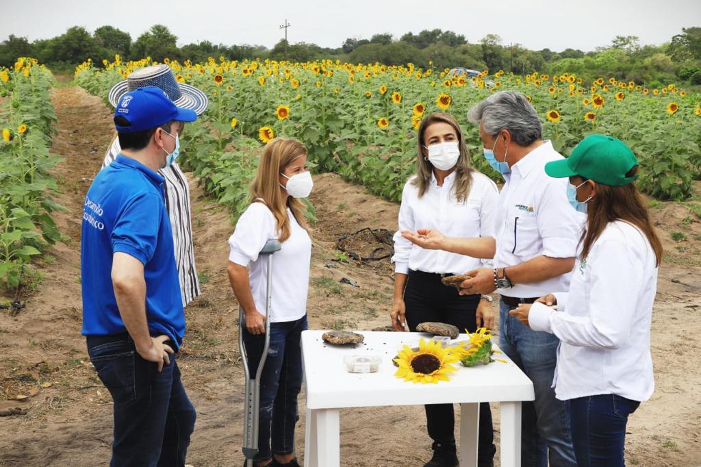 Los funcionarios de la Gobernación del Atlántico en los cultivos de girasol en el municipio de Santo Tomás.
