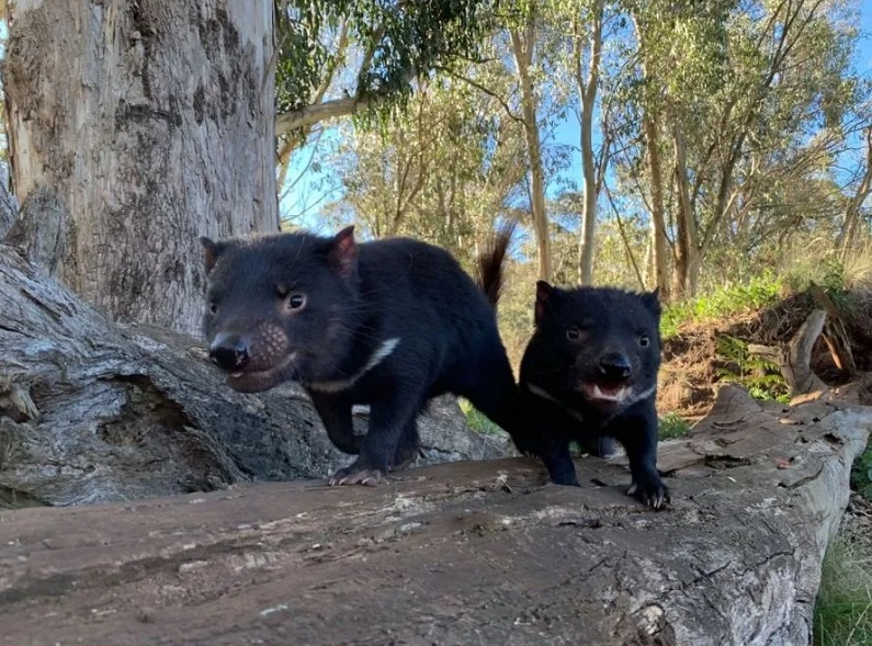Nacen demonios de Tasmania después de 3 mil años extintos. Foto: Aussie Ark