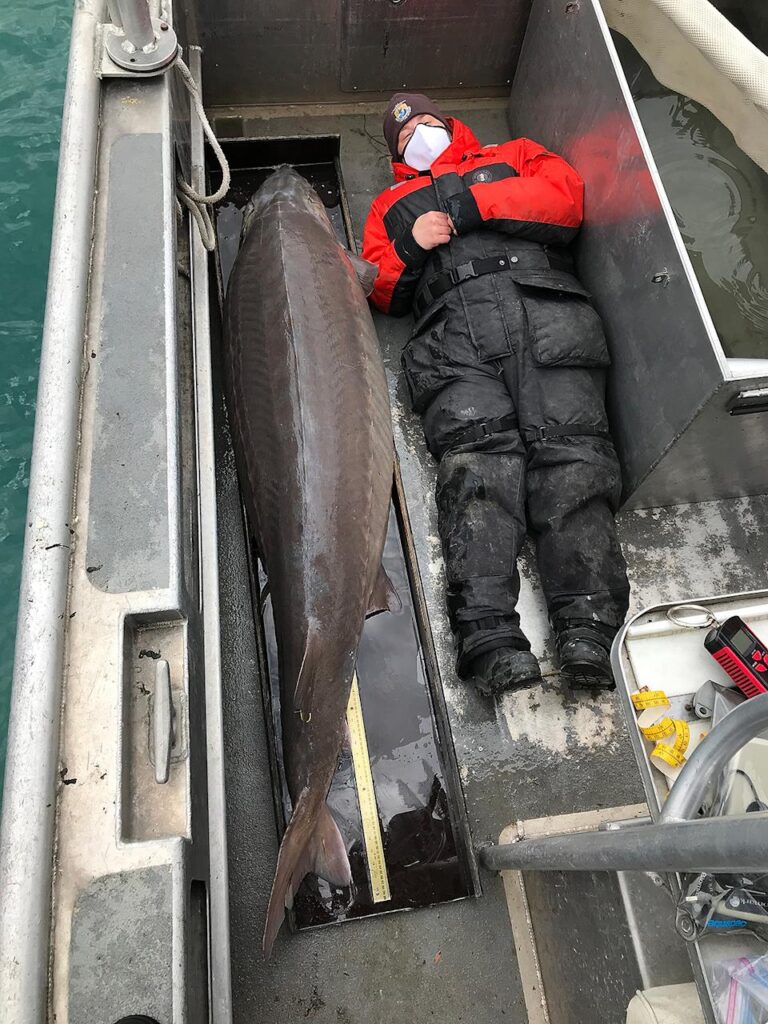 Sorprendente hallazgo del pez más grande que se haya visto. Fue encontrado en el río Detroit