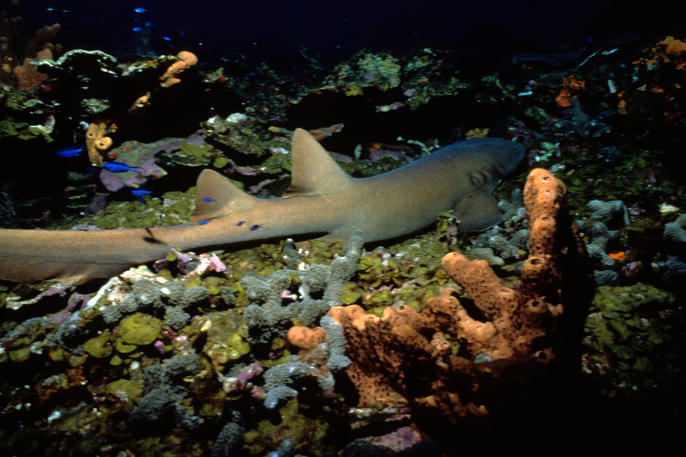 Tiburón nodriza. Nurse shark (Ginglymostoma cirratum) resting, Saba Island, Netherlands Antilles (Netherlands). © Anja G. Burns / WWF-US
