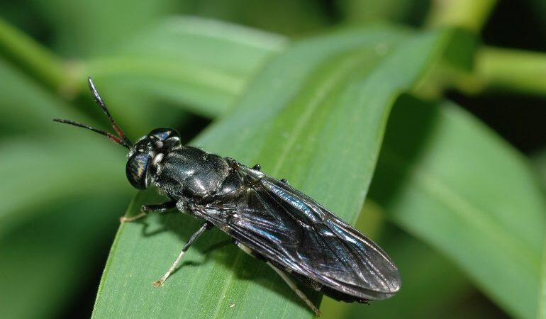 ¿Podría una mosca contribuir a solucionar  el problema del hambre en el Caribe?