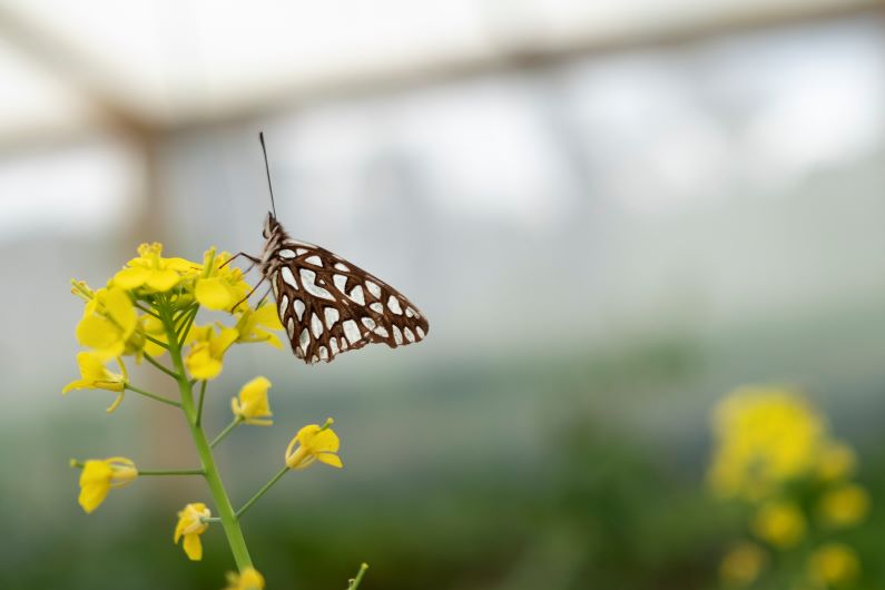 Las mariposas de Colombia con clase  mundial 