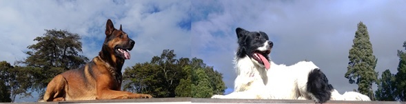 Colombia con nuevos requisitos para ingresar o sacar mascotas