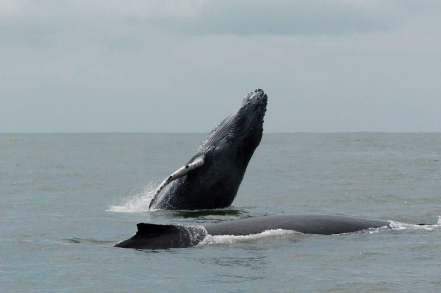 Las ballenas jorobadas llenan de amor el Pacífico Colombiano