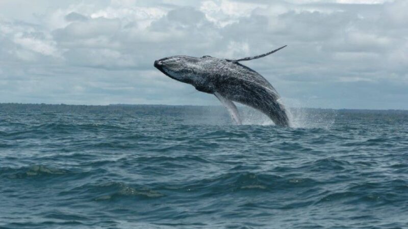 Las ballenas jorobadas llenan de amor el Pacífico Colombiano