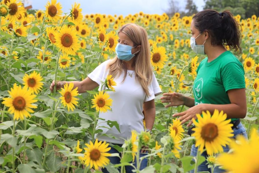 La ‘Ruta del Girasol’ activa el agroturismo en el Atlántico