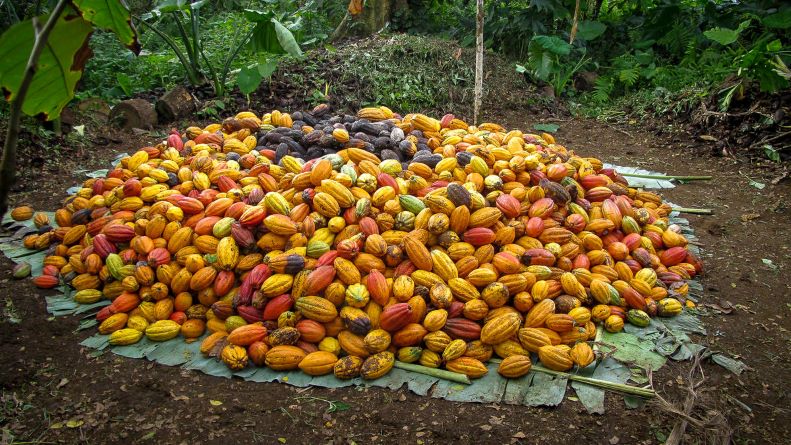 Más de 2 mil millones de toneladas de alimentos se desperdician en el planeta.