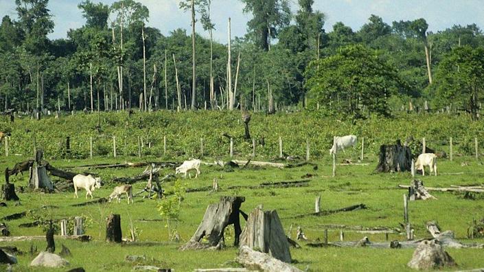 Brasil y Argentina piden a los autores del informe que eliminen o cambien algunos pasajes del texto que se refieren a "dietas basadas en plantas" que desempeñan un papel en la lucha contra el cambio climático, o que describen la carne de res como un alimento "con alto contenido de carbono". Fotos: BBC News