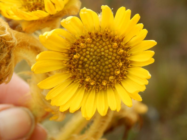 Capítulo de Espeletia ocetana. En los frailejones lo que conocemos popularmente como “flor” es una estructura compuesta por muchas flores pequeñas, llamada capítulo. Foto: Foto: María Teresa Becerra.