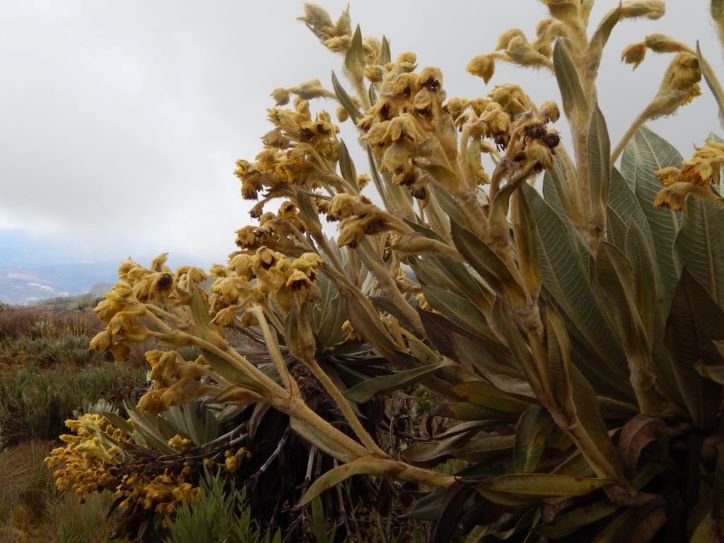 Colombia cierra el 2021 con nueva especie de frailejón. Espeletia ocetana exhibe un hábito de roseta caulescente -0,7-1,8 m de altura-, hojas sésiles, lámina de hoja elíptica con indumentum grisáceo, robustas capitulescencias tirsoides bracteadas que se extienden lateralmente desde la roseta. Foto: María Teresa Becerra.