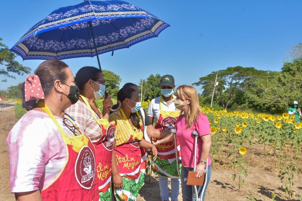 En Usiacurí y Baranoa se reactiva la Ruta del Girasol con hermosos campos florecidos