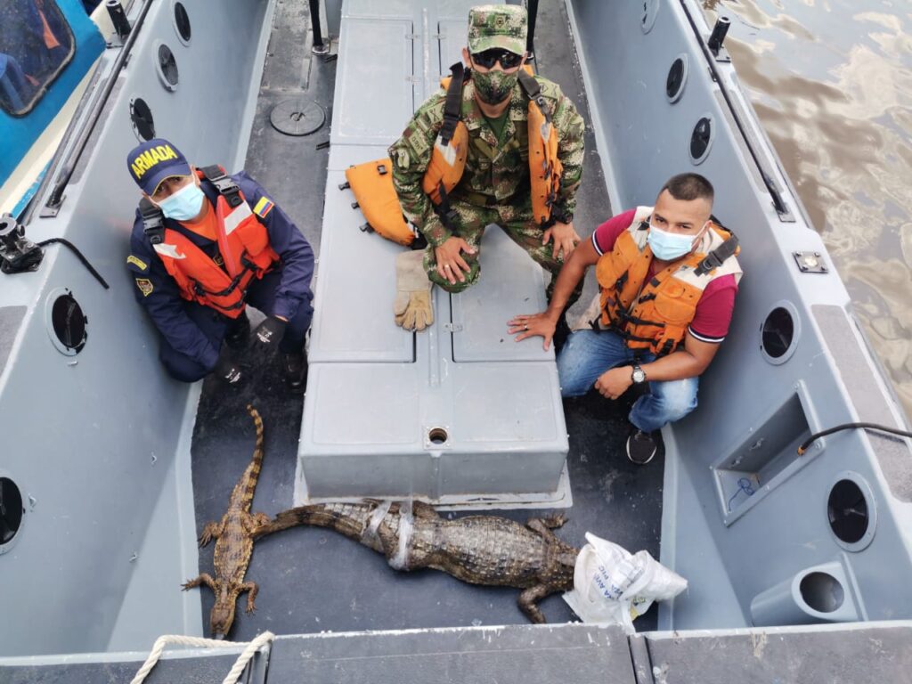 Dos caimanes blancos fueron liberados en el Amazonas por la Armada y el Ejército Nacional