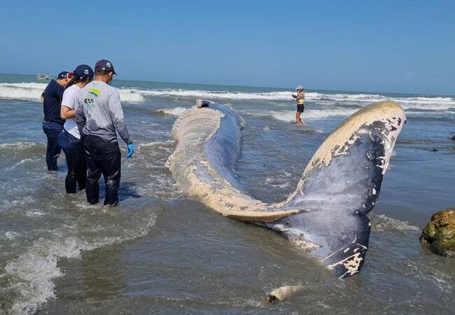 Autoridades buscan  causas del deceso de  ballena en playas de Córdoba