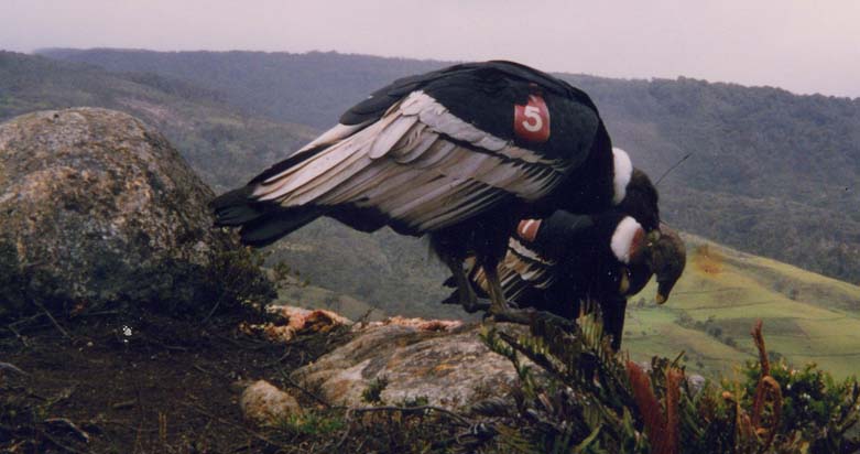 El cinturón Andino está ubicado en el macizo colombiano en el sur de la cordillera de los Andes. El cinturón Andino comprende tres parques nacionales: PN La cueva de los Guacharros, PN Puracé y el PN Nevado del Huila.