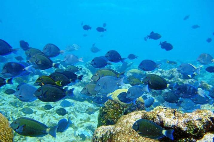 Comprende la totalidad del Departamento Archipiélago de San Andrés, Providencia y Santa Catalina. Se destaca por sus extensos arrecifes coralinos, praderas de pastos marinos, manglares, playas, mar abierto y bosques secos tropicales en los que abundan especies marinas autóctonas. Foto:elisleño.com