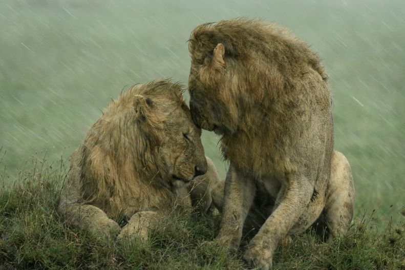 Shelter from the rain’ (Refugio de la lluvia), fue tomada por la fotógrafa Ashleigh McCord en Maasai Mara (Kenia), un viaje durante el cual capturó este tierno momento protagonizado por dos leones bajo la lluvia.
