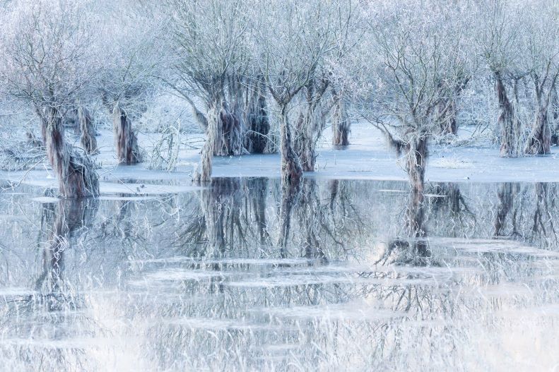 ‘Lago de hielo' la mejor fotografía de vida salvaje de 2021. El fotografo italiano Cristiano Vendramin, es el autor de esta imagen galardonada con el primer lugar en el Wildlifre Photographer of The Year People´s Choice Award