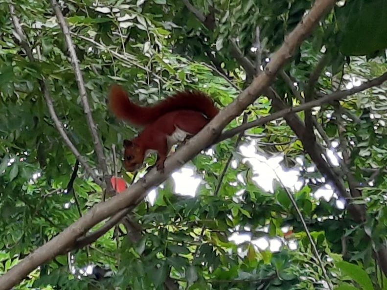 La ardilla cola roja (Sciurus granatensis) especie de fauna silvestre, también amenazada.