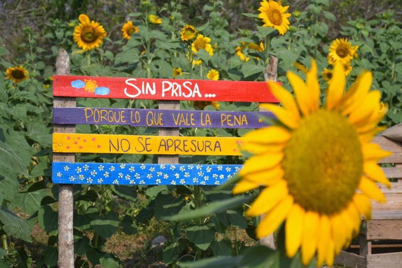 Cultivo de girasoles en Pital de Megua, Corregimiento del municipio de Baranoa, Atlántico