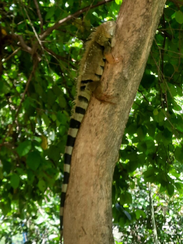 La población de iguanas también se ha visto afectada por la presencia de los venezolanos en el parque, pues los moradores aseguran que las cazan, para su dieta regular.