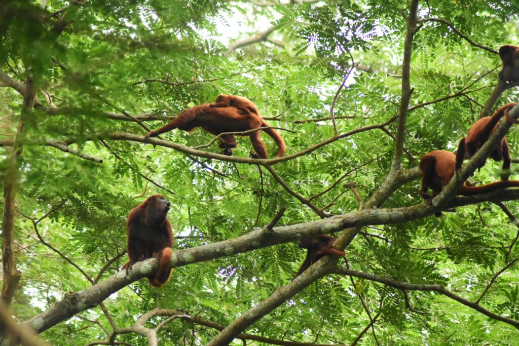 La reserva de Luriza es un bosque seco tropical de más de 470 mil hectáreas de preservación, que fue declarado la primera reserva ambiental del Atlántico.