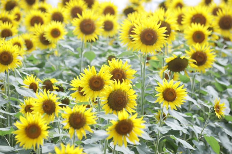 "Mar de girasoles" en Puerto Colombia
